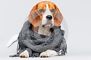 cold beagle dog dressed in a scarf