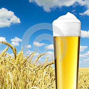 Cold beer pils with dew on a cornfield