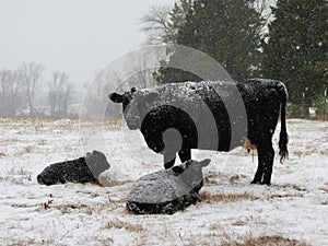 Cold Black Cows