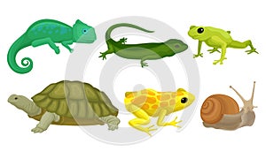 Cold-blooded Animals, Amphibians And Reptiles, Lizards, Snail Vector Illustration Set Isolated On White Background