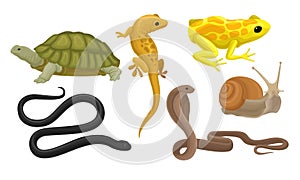 Cold-blooded Animals, Amphibians And Reptiles, Snakes, Snail Vector Illustration Set Isolated On White Background