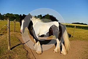 Cold-blooded horse, black and white marks photo