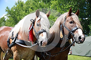Cold-blooded horses in front of the horse carriage