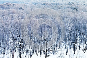 Cold blue dawn over snowy forest in winter