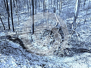 Cold Blue Forest and Creek in Winter Snow in January