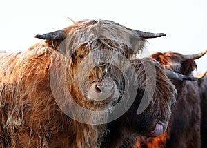 Cold cow photo