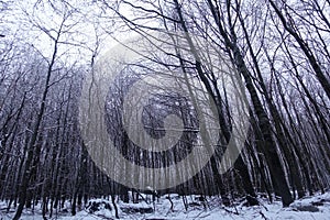 A cold day in the beech wood in Arctic Norway. photo