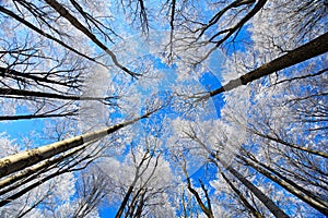 Cold day with rime. Winter landscape with rime treetop and dark blue sky. Snowy forest with ice on the tree trunk. Winter in Europ