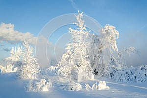 Cold day in the snowy winter forest