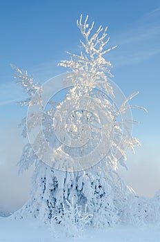 Cold day in the snowy winter forest