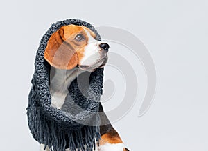 Cold dog in a scarf in the studio