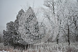 Cold Dreary Weather from Fog and Ice Storms photo