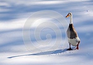 Cold Duck