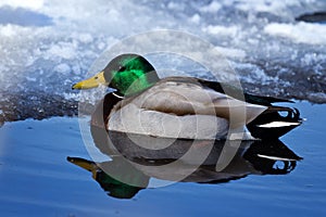 Cold Duck