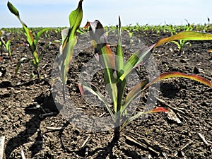 Cold effect in corn.