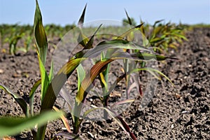 Cold effect, phosphorus deficiency on corn.