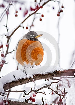 Cold Feet - Robin in Winter