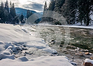 Cold flow of forest river in snowy spruce forest