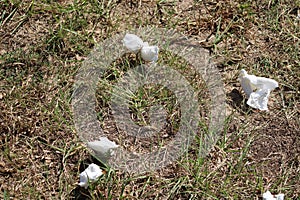 Cold and Flu Season Tissues Littering the Lawn