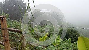 Fog in the crop photo