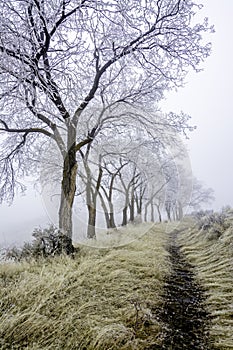 Cold fog morning with trees and a trail