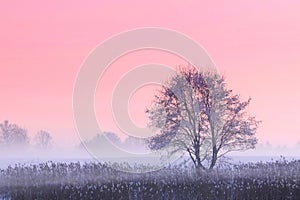 Cold foggy  winter morning or evening in Europe. Lithuanian wintry landscape