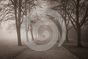 Cold freezing winter atmosphere in black and white on a tree-lined path