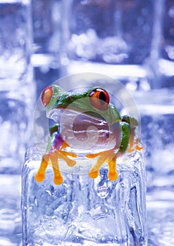 Cold frog