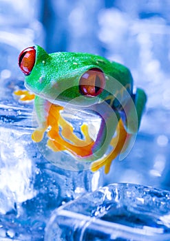 Cold frog