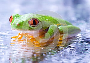 Cold frog