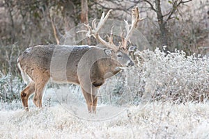 Cold frost on monster whitetail buck