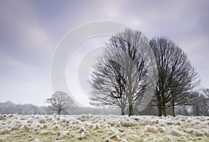 Cold frosty day landscape