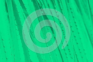 Cold green abstract background with cactus thorns pattern