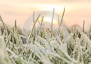 A Cold Hard Frost on blades of grass photo