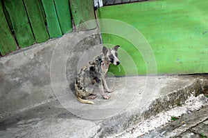 the cold-looking domestic dog was scared and sad