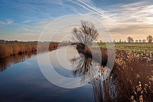 Cold morning in a Dutch polder