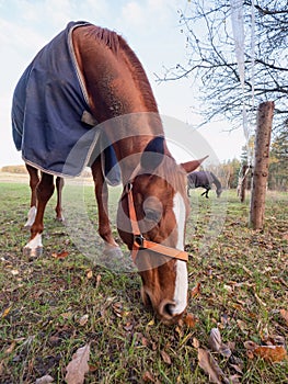 Cold morning. Horse wearing orange halter and blue blanket coat