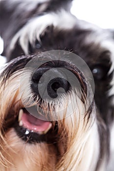 Cold nose of schnauzer dog