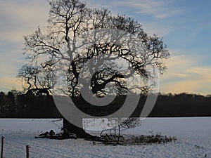 Cold Oaktree