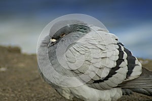 Cold Pigeon