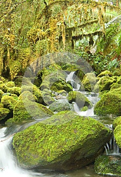 Cold Rainforest in New Zeland