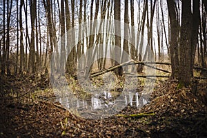 Cold season in the forest with mirror puddle between the tree trunks