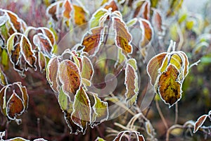 Cold season leaves covered in early morning frost