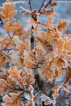 Cold season leaves covered in early morning frost