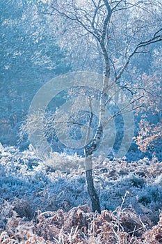 Cold Silver Birch tree