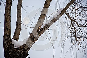 Cold snow covered tree with moon