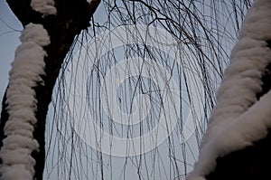 Cold snow covered tree with moon