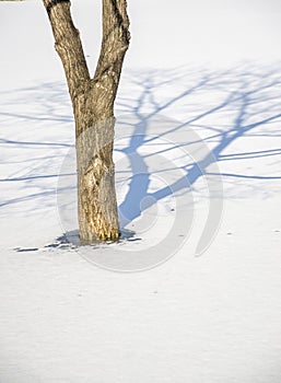 Cold snow and tree with shadow