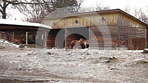 On a cold snowy day, Przewalski's horses stand in a fence and hide from the snow. On the verge of extinction. Rare