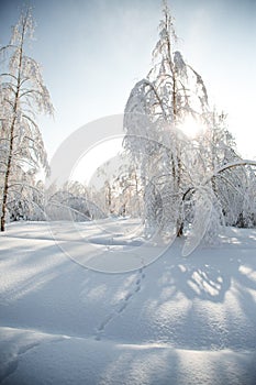 Cold snowy winter in the forest